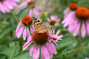 Image showing Butterfly on a flower