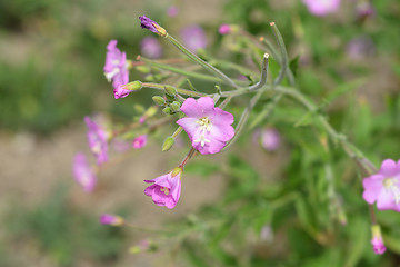 Image showing Great hairy willowherb