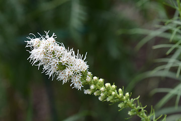 Image showing White prairie gay feather
