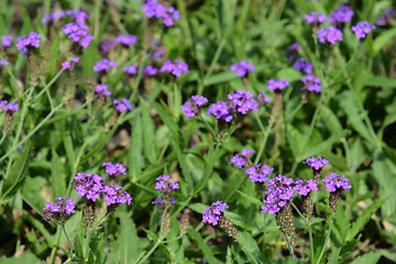 Image showing Slender vervain