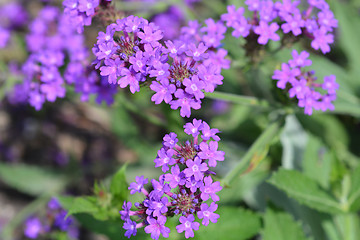 Image showing Slender vervain