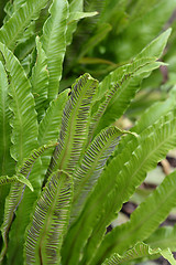 Image showing Harts-tongue fern