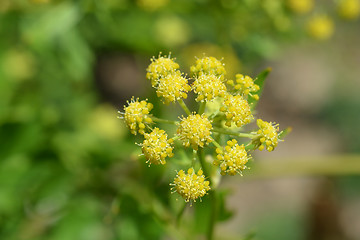 Image showing Lovage