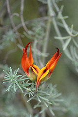 Image showing Lotus Fire Vine