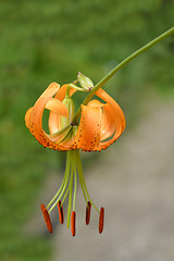 Image showing Henrys lily