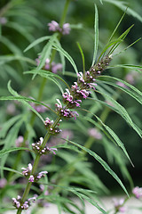 Image showing Siberian motherwort