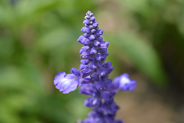 Image showing Woodland sage