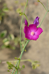 Image showing Purple poppy-mallow