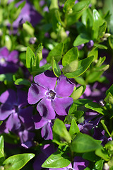 Image showing Common periwinkle