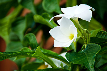 Image showing Close up of two white frangipani flowers