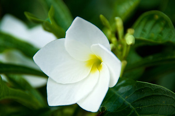 Image showing Close up of white frangipani flower