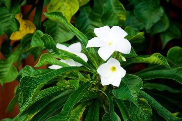 Image showing Close up of white frangipani plant flowering