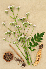 Image showing Valerian Herb Root and Flowers