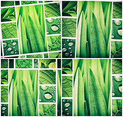 Image showing Abstract green collage with fresh green plants and leaves