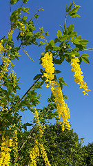 Image showing Beautiful bright yellow flowers of wisteria