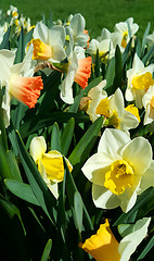 Image showing Beautiful flowers of spring Narcissus