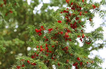 Image showing Red berries growing on evergreen yew tree branches