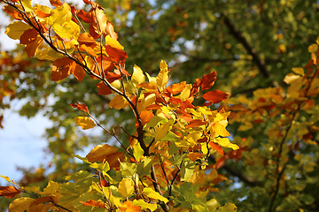 Image showing Bright yellow branch of autumn tree