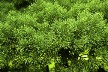 Image showing Branches of a coniferous tree