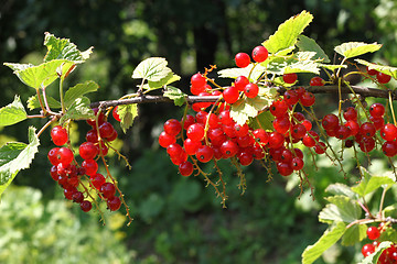 Image showing Branch of bright red currants