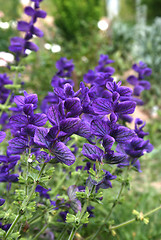 Image showing Salvia viridis (Salvia horminum) in the summer garden