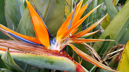 Image showing Closeup of Strelitzia Reginae flower (bird of paradise flower)