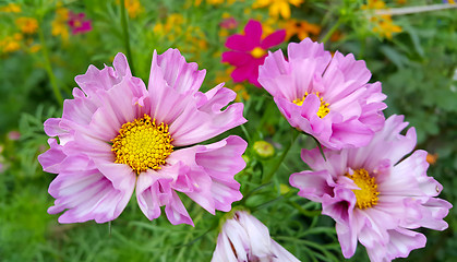 Image showing Beautiful Cosmos flowers