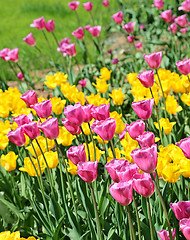 Image showing Beautiful bright colorful tulips