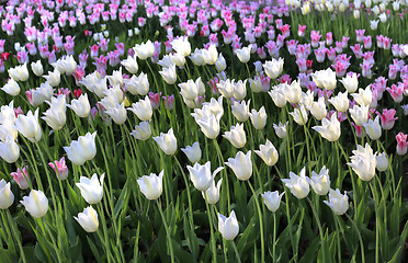 Image showing Beautiful tulips glowing in sunlight