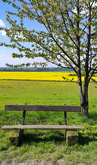 Image showing Wooden empty bench under a tree on the edge of the field