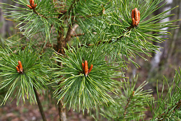 Image showing Branches of spring coniferous tree 