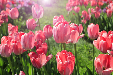 Image showing Beautiful bright pink tulips