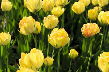 Image showing Beautiful yellow tulips in sunlight