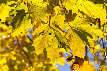 Image showing colorful maple leaves