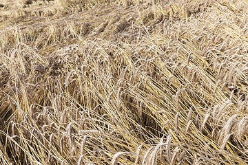 Image showing mature cereal, close-up