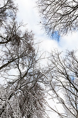 Image showing trees covered with snow