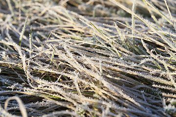 Image showing green grass in the frost