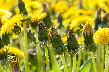 Image showing yellow dandelions in spring