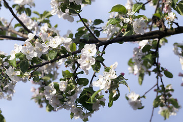 Image showing White apple flowers in May