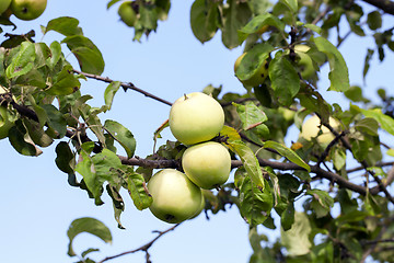 Image showing Green apples on the tree