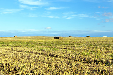 Image showing straw after harvest