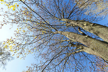 Image showing yellowed maple trees in autumn