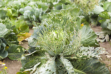 Image showing field with green cabbage