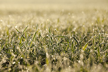 Image showing young grass plants, close-up