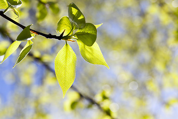 Image showing linden leaves, spring