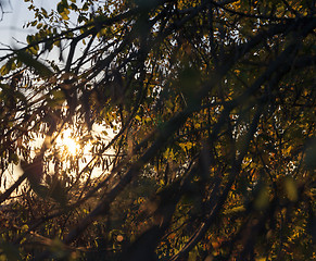 Image showing autumn weather, forest