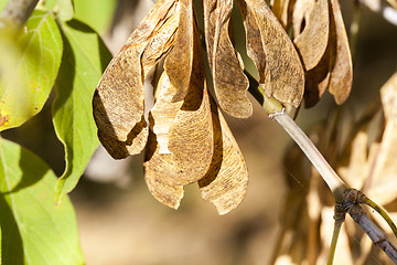 Image showing dry maple seeds