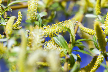 Image showing Photo Willow blossom