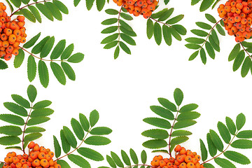 Image showing Rowan Ash Berry Fruit Background