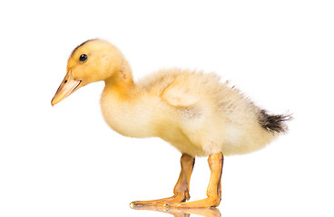 Image showing Cute newborn duckling